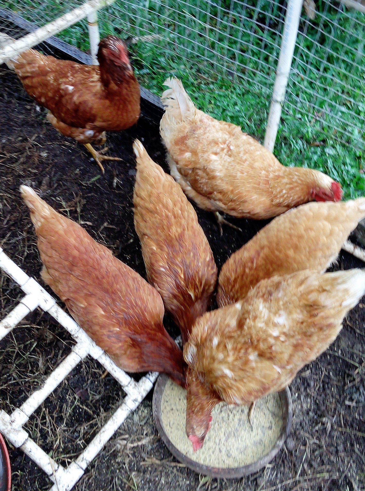Nuestras gallinas - our chickens