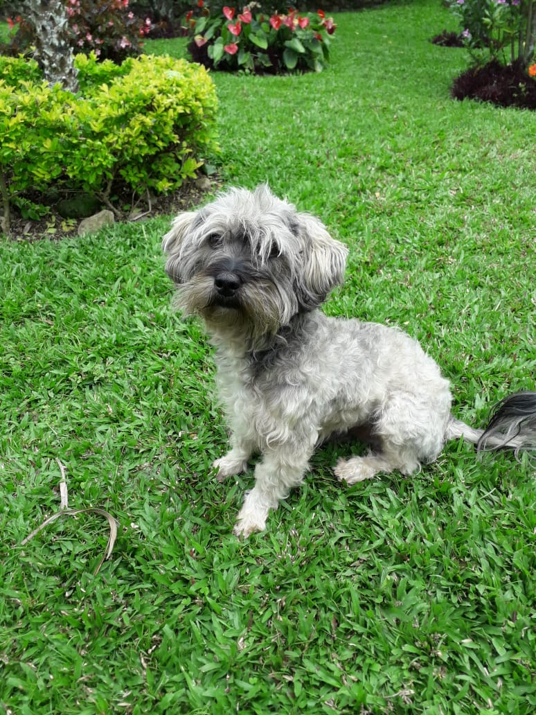 Our Schnauzer Manfred