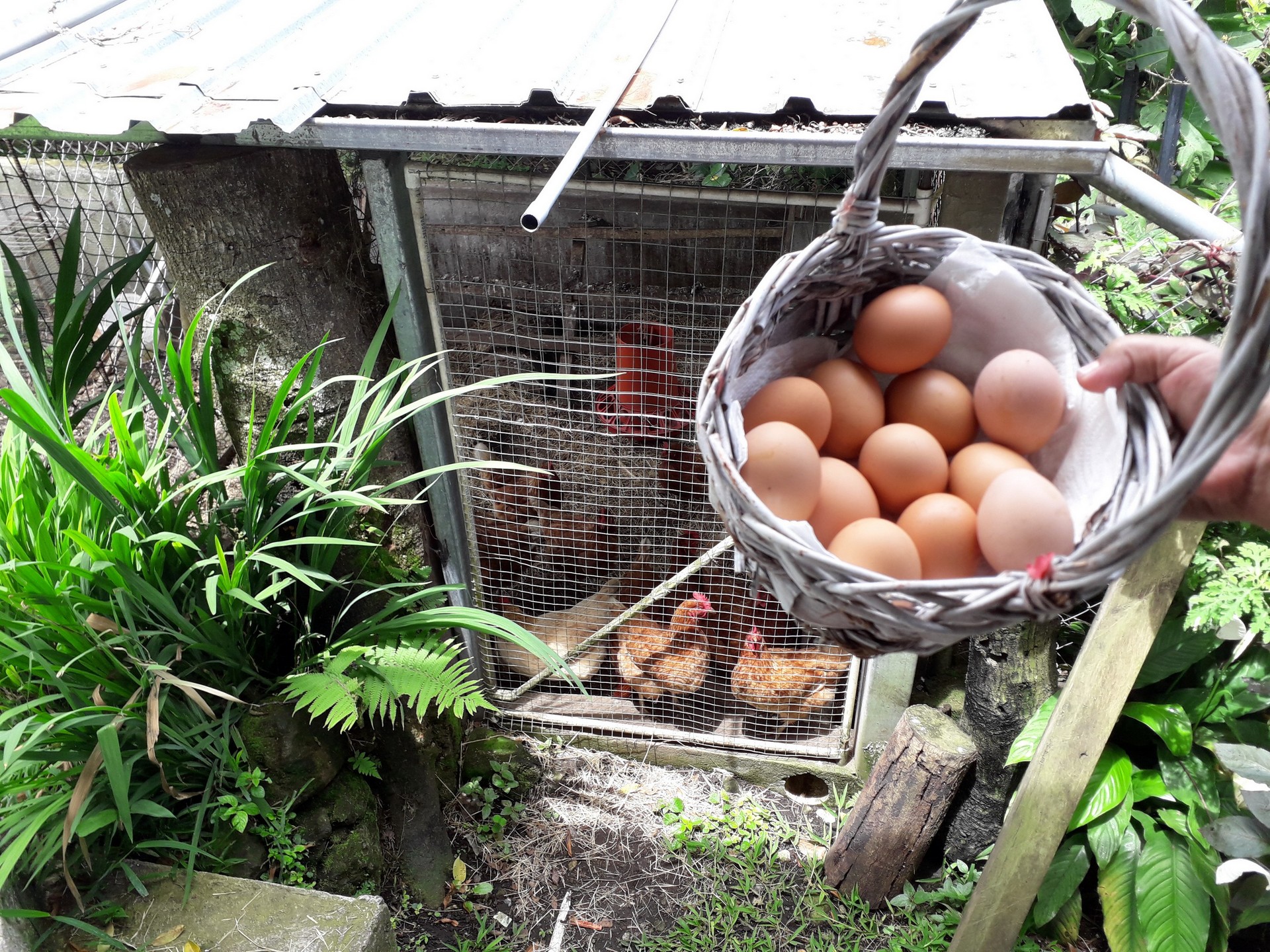 Organic eggs from our chicken