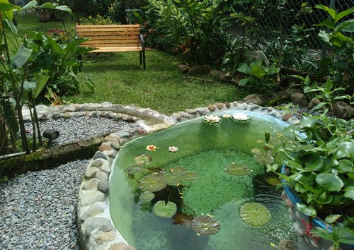 Fish pond with ninfeas (sea roses) at Aparthotel Boquete
