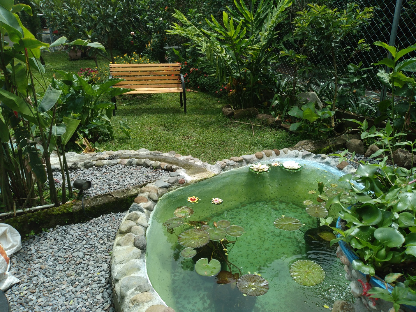 Fish pond with waterlilies