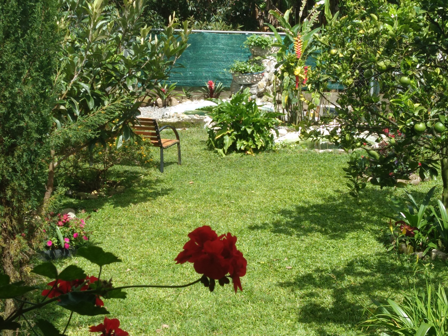 View at the garden of Aparthotel Boquete near the fishponds