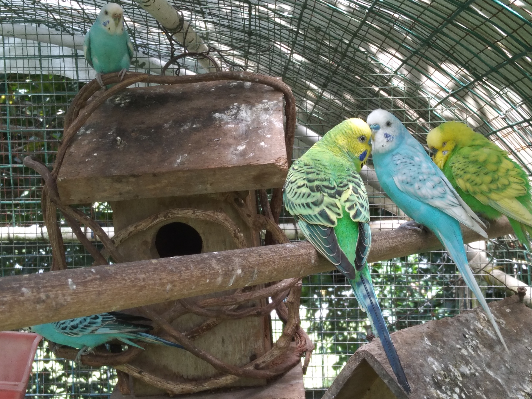 Our Australian parakeets
