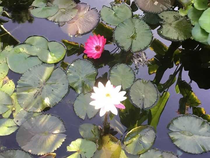 Blossoming red and white waterlilies