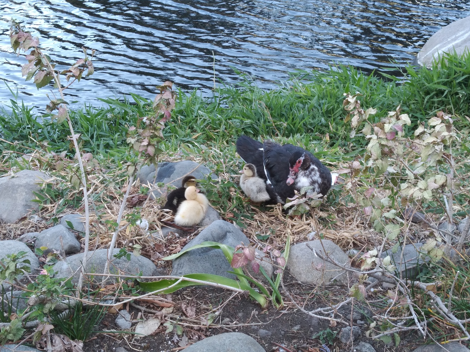A morning walk through the park