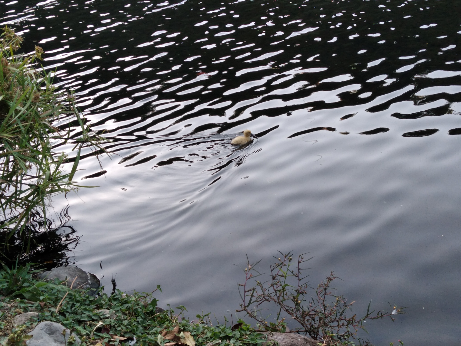 A morning walk through the park