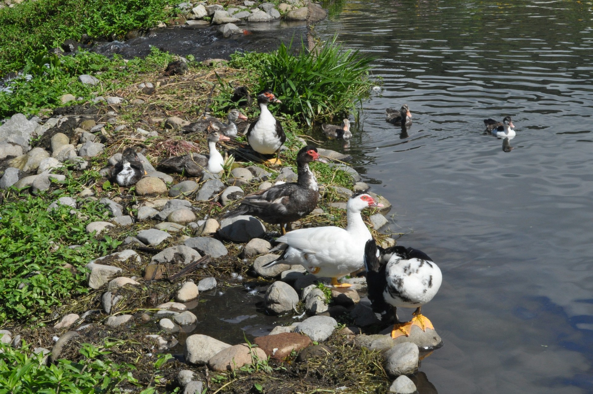 Ducks at the Boquete Park by the Caldera River