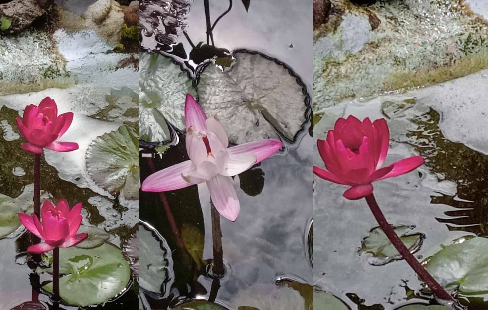 Blossoming waterlilies at Aparthotel Boquete