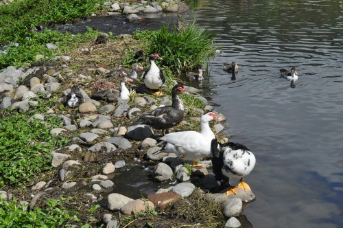 Ducks in the park by the river in Boquete