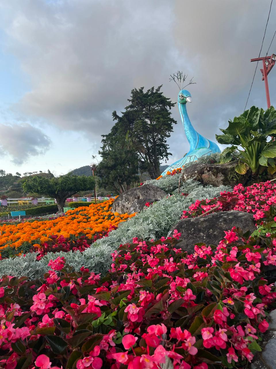 Boquete Feria del Café y de las Flores 2023
