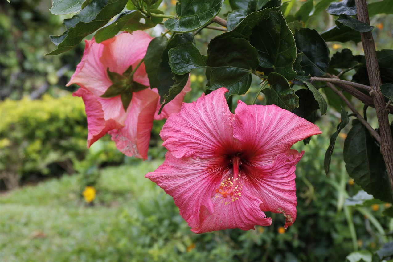 &quot;Papos rojos&quot; - red hibiscus